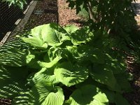 Chula Vista 2 (58) : Ruth  I Phone June 19 2017